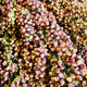 Close-up of Prairie Pearls sorghum grass seed heads showing clusters of pink, cream, and bronze seeds