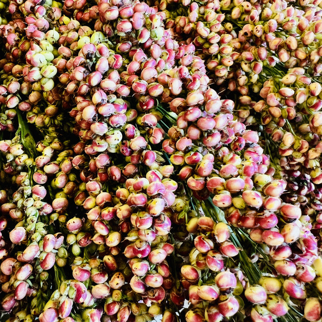 Close-up of Prairie Pearls sorghum grass seed heads showing clusters of pink, cream, and bronze seeds