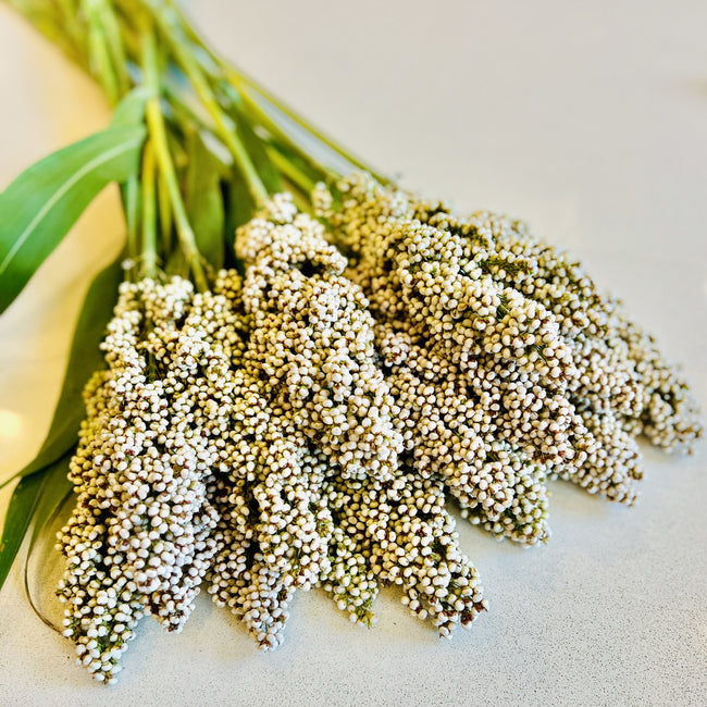 PRAIRIE PEARLS MIX-SORGHUM GRASS