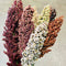 Close-up of Prairie Pearls sorghum showing mixed bronze, pink, cream, white and burgundy seed heads