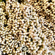 Close-up of Prairie Pearls Mix sorghum grass showcasing clustered seed heads filling the frame
