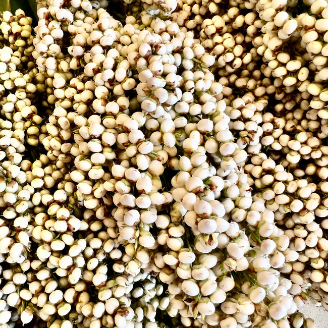 Close-up of Prairie Pearls Mix sorghum grass showcasing clustered seed heads filling the frame