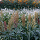 Close-up of Prairie Pearls sorghum grass seedheads showing mixed bronze, pink, cream, white, and burgundy colors with blurred garden flowers behind