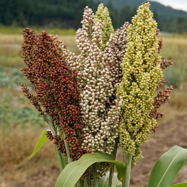 Close-up of Prairie Pearls sorghum grass seed heads showing mixed bronze, pink, cream, white, and burgundy colors with blurred green foliage background