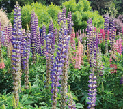 RUSSELL MIX-LUPINE
