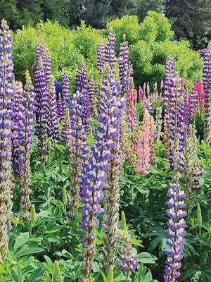 RUSSELL MIX-LUPINE