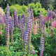 RUSSELL MIX-LUPINE