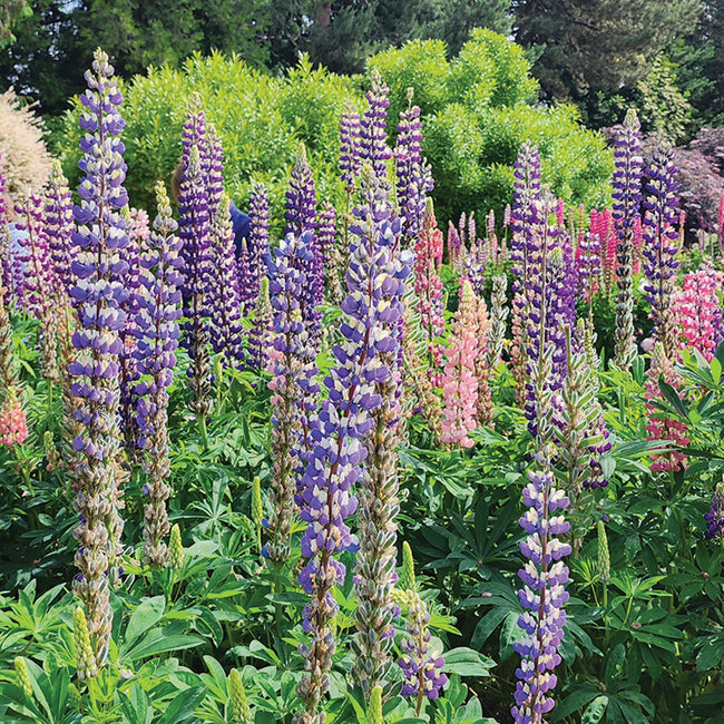 RUSSELL MIX-LUPINE