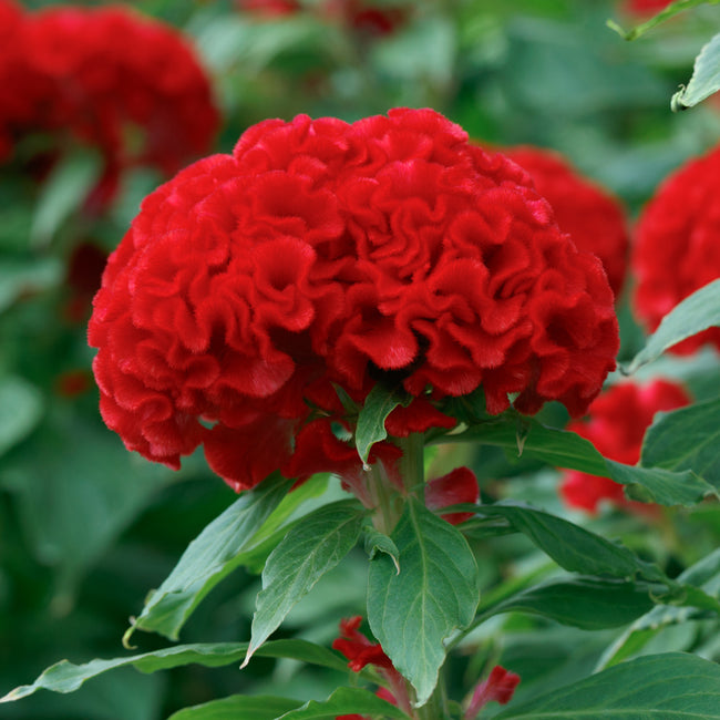 Close-up of Chief Fire celosia showing dense velvety crested cardinal-red flower head with green foliage background