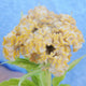 Close-up of Chief Gold celosia flower showing ruffled, velvety honey-gold crested blooms on stem with soft blue background