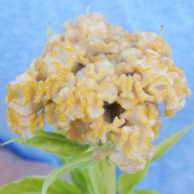 Close-up of Chief Gold celosia flower showing ruffled, velvety honey-gold crested blooms on stem with soft blue background