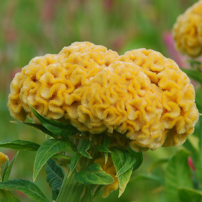 Close-up of Chief Gold celosia showcasing warm honey-gold crested blooms with velvety texture and long sturdy stems
