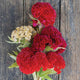 Close-up of Chief Gold celosia flowers showcasing vivid honey-gold, velvety crested blooms on long stems