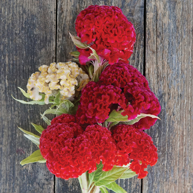 Close-up of Chief Gold celosia flowers showcasing vivid honey-gold, velvety crested blooms on long stems