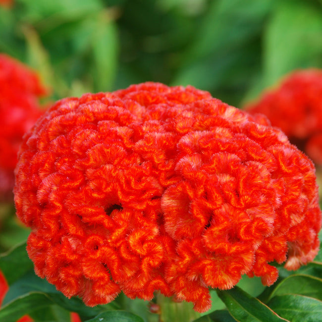 Close-up of Chief Persimmon celosia flower showcasing velvety crested orange blooms with green foliage background