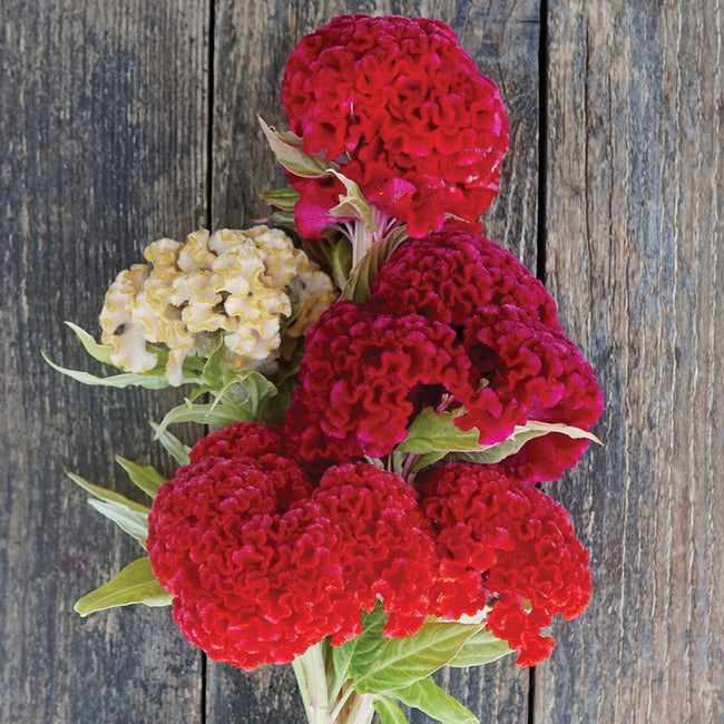CHIEF MIX-CELOSIA