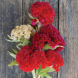 CHIEF MIX-CELOSIA