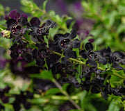 Close-up of AngelFlare Black angelonia showcasing deep purple-black blooms with green foliage background