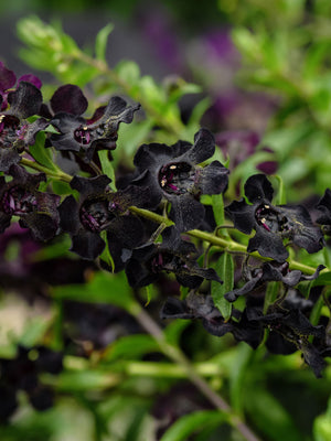 Close-up of AngelFlare Black angelonia showcasing deep purple-black blooms with green foliage background