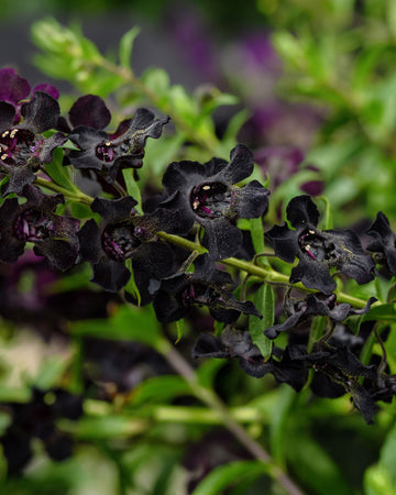 Close-up of AngelFlare Black angelonia showcasing deep purple-black blooms with green foliage background