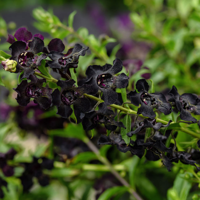 Close-up of AngelFlare Black angelonia showcasing deep purple-black blooms with green foliage background