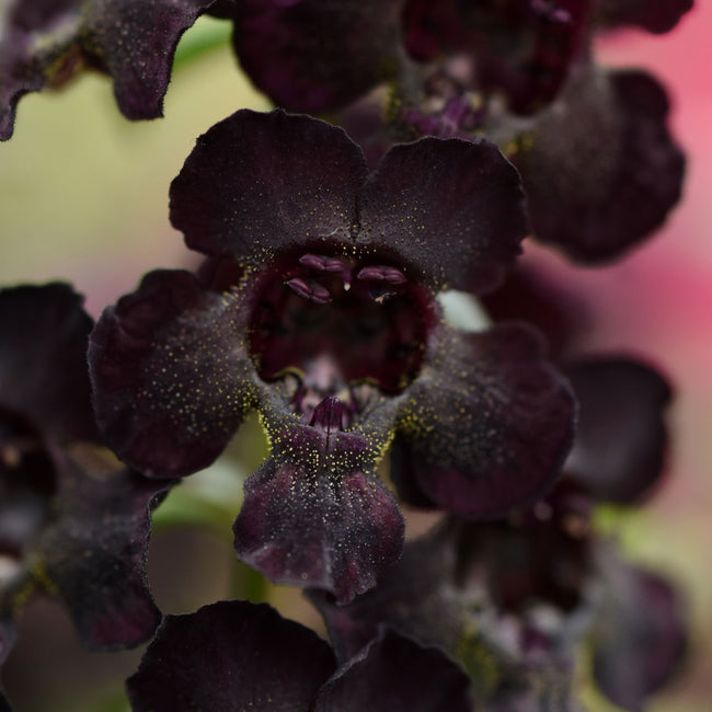 Close-up of AngelFlare Black angelonia blooms showing near-black tubular flowers and green foliage against blurred background
