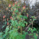 Garden view of Eastern columbine showcasing red-and-yellow nodding blooms and lobed green foliage against a blurred shrub background