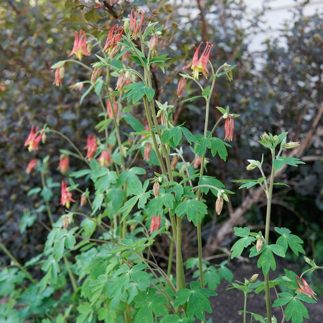 Garden view of Eastern columbine showcasing red-and-yellow nodding blooms and lobed green foliage against a blurred shrub background