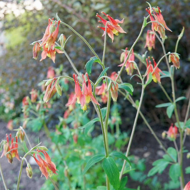 Close-up of Eastern columbine showing red-and-yellow nodding blooms and lobed green foliage