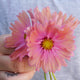 Close-up of Apricotta cosmos flower showcasing a large peach-colored single bloom with a hot-pink center against a soft blurred background