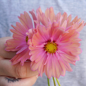 Close-up of Apricotta cosmos flower showcasing a large peach-colored single bloom with a hot-pink center against a soft blurred background