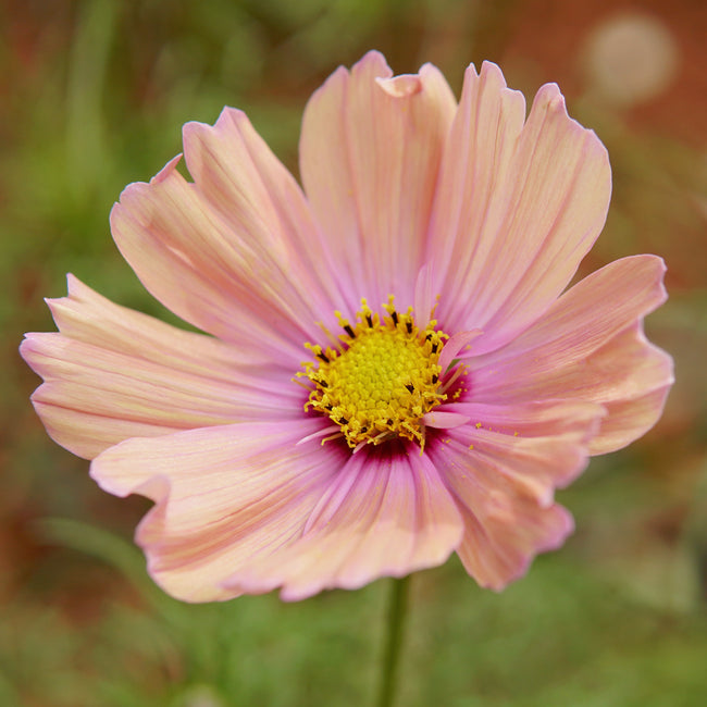 Apricotta Cosmos
