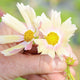 Close-up of Apricot Lemonade cosmos flowers held in hand showcasing apricot-to-cream bicolor petals and yellow centers with blurred green garden background