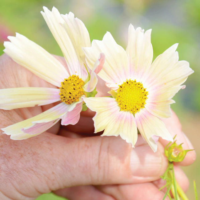 Close-up of Apricot Lemonade cosmos flowers held in hand showcasing apricot-to-cream bicolor petals and yellow centers with blurred green garden background