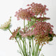 Front view of Dara (Queen Anne’s Lace) flowers showing mixed burgundy and pale pink lacy umbels on white background