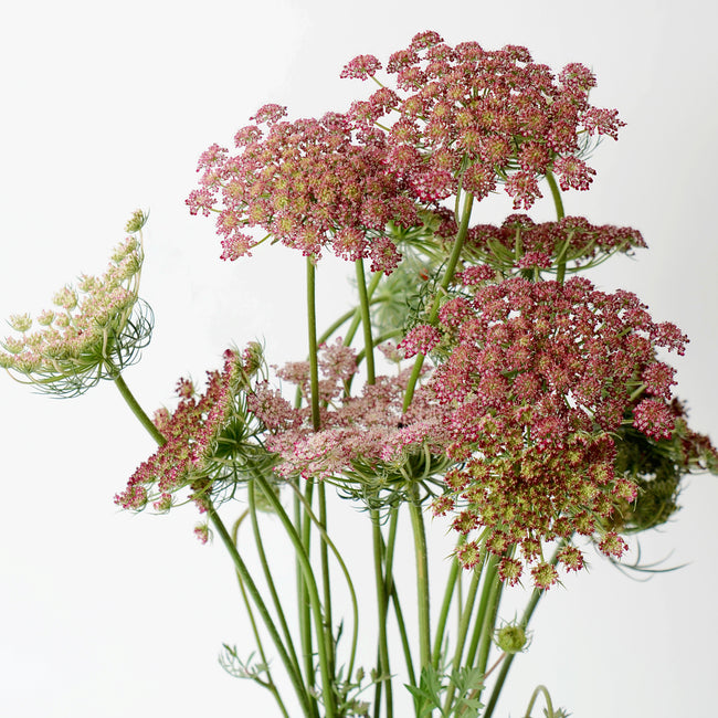 Front view of Dara (Queen Anne’s Lace) flowers showing mixed burgundy and pale pink lacy umbels on white background