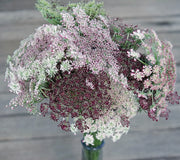 Close-up of Dara Queen Anne's Lace bouquet showcasing lacy umbels with burgundy centers on a gray wooden background