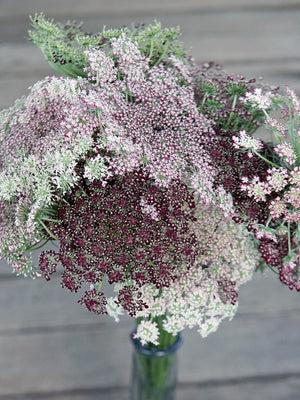 Close-up of Dara Queen Anne's Lace bouquet showcasing lacy umbels with burgundy centers on a gray wooden background