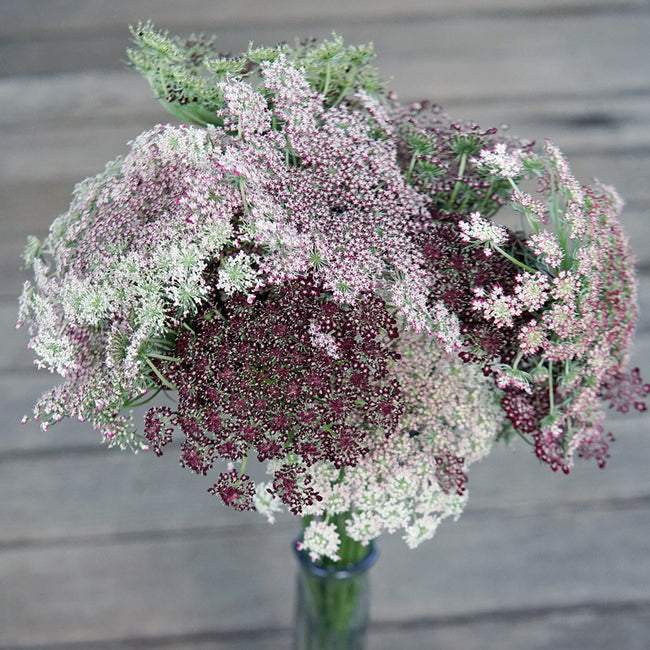 Close-up of Dara Queen Anne's Lace bouquet showcasing lacy umbels with burgundy centers on a gray wooden background