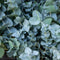 Close-up of Baby Blue Eucalyptus showcasing silvery-blue rounded leaves in a dense cluster