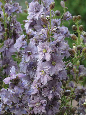 Close-up of Misty Lavender larkspur showing silvery lavender-gray double blooms on long branching stems with blurred green background
