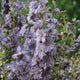 Close-up of Misty Lavender larkspur showing silvery lavender-gray double blooms on long branching stems with blurred green background
