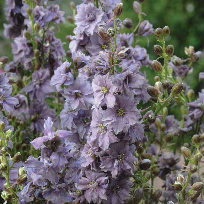 Close-up of Misty Lavender larkspur showing silvery lavender-gray double blooms on long branching stems with blurred green background