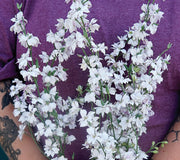 Close-up of Fancy Smokey Eyes larkspur with white double florets and lavender gray streaks on long stems