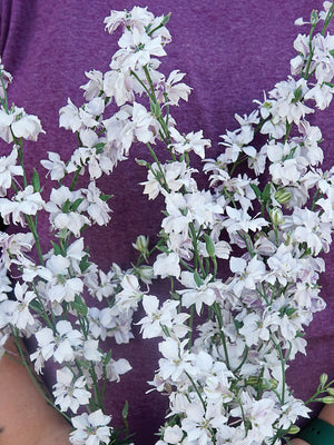 Close-up of Fancy Smokey Eyes larkspur with white double florets and lavender gray streaks on long stems
