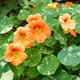 Close-up of Tip Top Alaska Salmon nasturtium flowers showcasing warm peach blooms and cream-speckled round leaves on green background