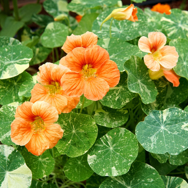Close-up of Tip Top Alaska Salmon nasturtium flowers showcasing warm peach blooms and cream-speckled round leaves on green background