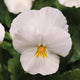 Close-up of Cool Wave White pansy showing creamy white petals and a yellow throat with fine dark veins against green foliage