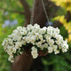 Front view of Cool Wave® White pansy plant showcasing cascading mound of creamy white flowers in a hanging basket
