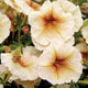 Close-up of Ingrid petunia blooms showing creamy yellow petals with golden-brown veins and pink edges on a blurred background